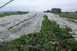 Olujno nevrijeme na OPG-u Čajkulić led “pobralo” je paprike i tikvice za 100.000,00 kuna 6 33468490 10211379595599766 2428237555536232448 n
