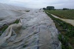 Olujno nevrijeme na OPG-u Čajkulić led “pobralo” je paprike i tikvice za 100.000,00 kuna 7 33531730 10211379598639842 7752523201728479232 n