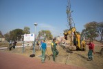 Fotogalerija - Gradski park Virovitica: Pored novouređene šetnice ispred virovitičke Gimnazije posađena nova stabla, u tijeku i sadnja grmova 20 MG 7631