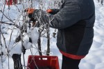 PP Orahovica: Nakon šest godina "čekanja", započela je ledena berba zelenog silvanca i graševine, bit će to vina za "svjetski vrh" 4 DSC 0917 Medium