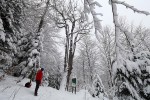 Bila su dvojica, danas je samo jedan jer je drugoga „opalio grom“: Doznajte tko je najstariji živući organizam u Slavoniji i jeste li možda vidjeli vuka? 11 IMG 4318