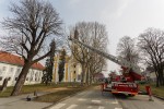 Fotogalerija: Djelatnici Flore VTC započeli s orezivanjem platana pored Crkve sv. Roka u Virovitici 1 MG 4479