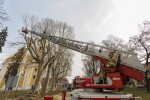 Fotogalerija: Djelatnici Flore VTC započeli s orezivanjem platana pored Crkve sv. Roka u Virovitici 2 MG 4483