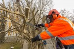 Fotogalerija: Djelatnici Flore VTC započeli s orezivanjem platana pored Crkve sv. Roka u Virovitici 4 MG 4490