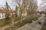 Fotogalerija: Djelatnici Flore VTC započeli s orezivanjem platana pored Crkve sv. Roka u Virovitici 5 MG 4496