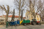Fotogalerija: Djelatnici Flore VTC započeli s orezivanjem platana pored Crkve sv. Roka u Virovitici 9 MG 4525