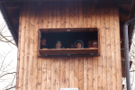 Fotogalerija: U Dravskoj priči održan 3. zimski kamp (bivak) Odreda izviđača „IOVALLIOS“ iz Valpova 10 d9
