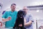 veterinari feliks 1