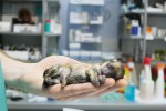 veterinari feliks 3