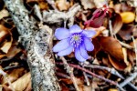 Fotogalerija: Proljeće je došlo i na vrhove Papuka gdje cvjetaju jaglaci, a planinari su mogli provjeriti i, „piju li nam vuci s izvora vodu“ 5 nuul4x34