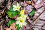 Fotogalerija: Proljeće je došlo i na vrhove Papuka gdje cvjetaju jaglaci, a planinari su mogli provjeriti i, „piju li nam vuci s izvora vodu“ 7 s9rgp5su