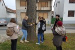 Virovitičkim „Brlićima“ svjetsko priznanje za mjerenje visine stabala u svjetskoj kampanji “Trees Around the GLOBE” 2 brlici1