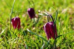 Djelatnici Javne ustanove za upravljanje zaštićenim dijelovima prirode i ekološkom mrežom VPŽ, ovih dana obavljaju monitoring strogo zaštićene vrste – kockavica 9 sck62srw