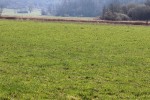 Djelatnici Javne ustanove za upravljanje zaštićenim dijelovima prirode i ekološkom mrežom VPŽ, ovih dana obavljaju monitoring strogo zaštićene vrste – kockavica 11 u6sjs338