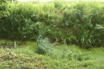 dravska pritja 7