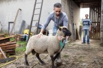Stjepan i Ivan Antal iz Podgorja jedini u Hrvatskoj uzgajaju pasminu ovaca Clun Forest: Ove simpatične ovce naše tržište tek treba upoznati 2 antal 2