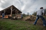 Stjepan i Ivan Antal iz Podgorja jedini u Hrvatskoj uzgajaju pasminu ovaca Clun Forest: Ove simpatične ovce naše tržište tek treba upoznati 7 antal 7