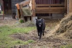 Stjepan i Ivan Antal iz Podgorja jedini u Hrvatskoj uzgajaju pasminu ovaca Clun Forest: Ove simpatične ovce naše tržište tek treba upoznati 9 antal 9