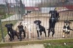 Stolari virovitičke Industrijsko-obrtničke škole izrađuju kućice za napuštene pse iz Skloništa za životinje Virovitica 2 kucice in skola 2
