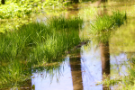 nature 1
