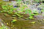 nature 3