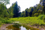 nature 4