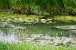 nature 9