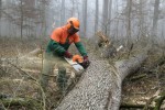 Sjekač je jedno od najopasnijih zanimanja: Na poslu pod krošnjama svaki je dan drugačiji i svako je drvo priča za sebe 3 sjekaci 3