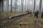 Sjekač je jedno od najopasnijih zanimanja: Na poslu pod krošnjama svaki je dan drugačiji i svako je drvo priča za sebe 5 sjekaci 5