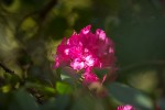 Fotogalerija: Ako vas put od Slatine preko Huma navede prema Voćinu, posjetite Arboretum Lisičine 25 IMG 6002