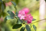 Fotogalerija: Ako vas put od Slatine preko Huma navede prema Voćinu, posjetite Arboretum Lisičine 24 IMG 6011