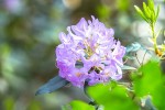 Fotogalerija: Ako vas put od Slatine preko Huma navede prema Voćinu, posjetite Arboretum Lisičine 23 IMG 6037