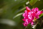 Fotogalerija: Ako vas put od Slatine preko Huma navede prema Voćinu, posjetite Arboretum Lisičine 22 IMG 6052