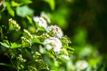 Fotogalerija: Ako vas put od Slatine preko Huma navede prema Voćinu, posjetite Arboretum Lisičine 21 IMG 6058