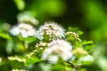 Fotogalerija: Ako vas put od Slatine preko Huma navede prema Voćinu, posjetite Arboretum Lisičine 20 IMG 6064