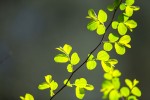 Fotogalerija: Ako vas put od Slatine preko Huma navede prema Voćinu, posjetite Arboretum Lisičine 19 IMG 6074