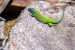 Fotogalerija: Ako vas put od Slatine preko Huma navede prema Voćinu, posjetite Arboretum Lisičine 18 IMG 6106