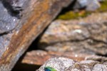 Fotogalerija: Ako vas put od Slatine preko Huma navede prema Voćinu, posjetite Arboretum Lisičine 17 IMG 6109