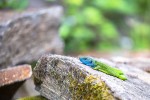 Fotogalerija: Ako vas put od Slatine preko Huma navede prema Voćinu, posjetite Arboretum Lisičine 16 IMG 6114