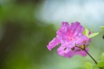 Fotogalerija: Ako vas put od Slatine preko Huma navede prema Voćinu, posjetite Arboretum Lisičine 15 IMG 6123