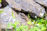 Fotogalerija: Ako vas put od Slatine preko Huma navede prema Voćinu, posjetite Arboretum Lisičine 13 IMG 6132