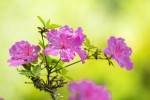 Fotogalerija: Ako vas put od Slatine preko Huma navede prema Voćinu, posjetite Arboretum Lisičine 12 IMG 6144