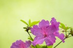 Fotogalerija: Ako vas put od Slatine preko Huma navede prema Voćinu, posjetite Arboretum Lisičine 11 IMG 6186