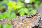 Fotogalerija: Ako vas put od Slatine preko Huma navede prema Voćinu, posjetite Arboretum Lisičine 10 IMG 6200
