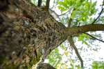 Fotogalerija: Ako vas put od Slatine preko Huma navede prema Voćinu, posjetite Arboretum Lisičine 7 IMG 6225