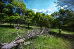 Fotogalerija: Ako vas put od Slatine preko Huma navede prema Voćinu, posjetite Arboretum Lisičine 6 IMG 6265