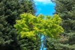 Fotogalerija: Ako vas put od Slatine preko Huma navede prema Voćinu, posjetite Arboretum Lisičine 5 IMG 6271