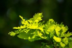 Fotogalerija: Ako vas put od Slatine preko Huma navede prema Voćinu, posjetite Arboretum Lisičine 4 IMG 6281