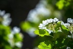 Fotogalerija: Ako vas put od Slatine preko Huma navede prema Voćinu, posjetite Arboretum Lisičine 3 IMG 6296