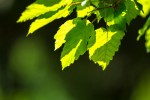 Fotogalerija: Ako vas put od Slatine preko Huma navede prema Voćinu, posjetite Arboretum Lisičine 2 IMG 6321